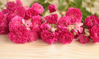 Amasing nature scene with blooming roses on light wooden table.Blossom pink red roses branches over pine backdrop with soft focus.Banner.Space for text.
