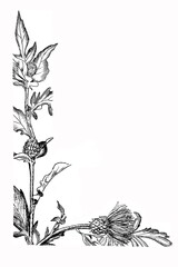 letters from the devil break; graphic black and white drawing of the font; a unique witch grass font for postcards, magic illustrations for Halloween
