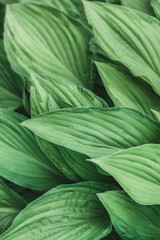 Plantain lilies. Hosta is a genus of plants commonly known as hostas, plantain lilies and giboshi. The genus is currently placed in the family Asparagaceae, subfamily Agavoideae. Vertical oriental.