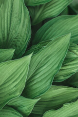 Leafy background. Background with leaves for your text. Light green natural eco-friendly material. Beautiful leaf pattern texture. Green Leaves of Hosta or Plantain Lilies, Giboshi. Vertical oriental.