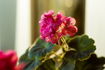 Lovely pink Pelargonium Geranium flowers, close up