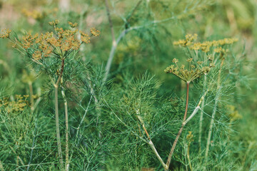 Fennel (Foeniculum vulgare) grows in the garden.