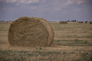 Haystack rolls on agriculture field. Field of freshly bales of hay.