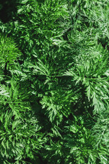 Green background of parsley leaves, top view close-up. Parsley grows in the garden. Garden parsley is a species of flowering plant in the family Apiaceae.