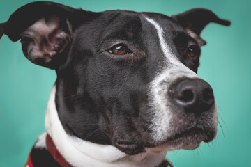 PERRO CON MIRADA TRISTE EN FONDO VERDE