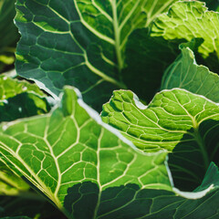 Green cabbage leaves in a contrasting light. Green leaves in a contoured light. A cabbage leaf lit by the sun. The queen of slaw. Leafy background. Natural eco-friendly background with leaves.