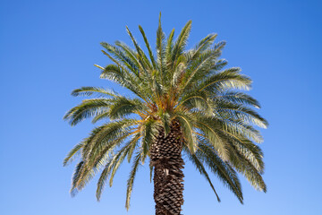 Palm tree against the blue sky in Split Croatia