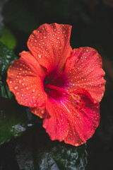 Close up picture with red hibiscus flower with water drops in rainy forest. Garden concept with beautiful flower in pink shade. Wallpaper for postcard. Green background with bright flower. 