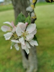 apple tree blossom