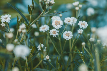 Achillea ptarmica. Many white flowers with green leaves. Blooms in the garden, on the field. Achillea ptarmica, European pellitory, goose tongue, sneezewort yarrow, wild pellitory, or white tansy