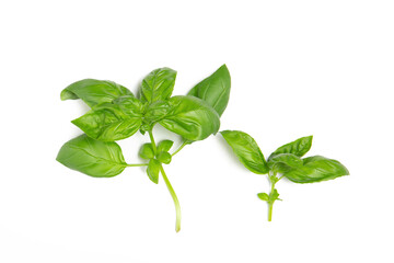 Basil leaves on a white isolated background. Copy space, flat lay. Fresh herbs, spices.