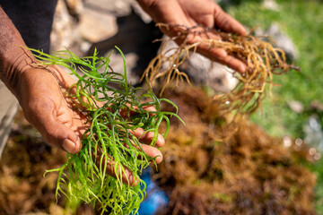 Hands of Black African Man Holding Harvested Drying Seaweed in Jambiani, Zanzibar