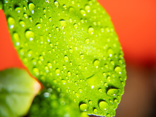 water drops on a citrus leaf. macrophotographies