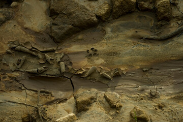 Mud sand arty textures with a wild animal track for an original background