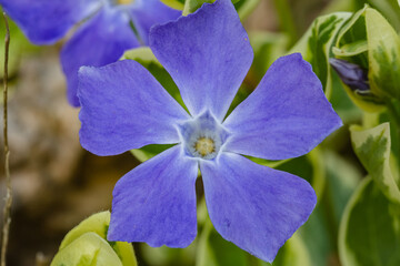 Spring nature. Beautiful purple periwinkle flowers with green leaves background.