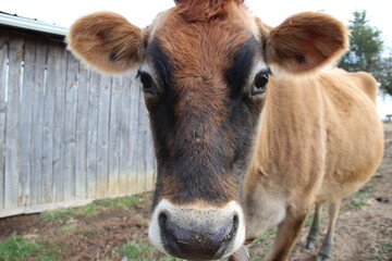 Cow on a farm closeup