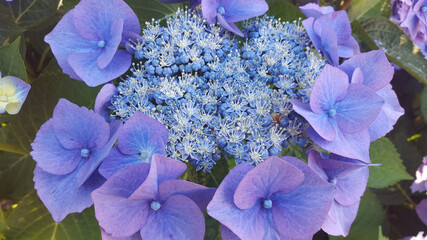 Hydrangea Serrata, Blue Bird Flower