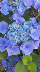 Hydrangea Serrata, Blue Bird Flower