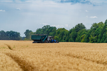 Process of gathering a ripe crop from the fields. Combine harvester in action on wheat field....