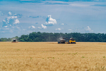 Fototapeta premium Heavy agriculture technics in field. Gathering harvest. Dry wheat.
