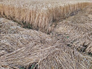 Old ripe wheat in the field