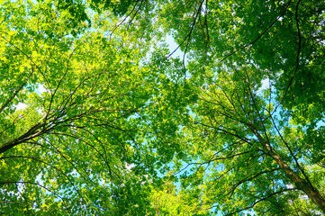 Fototapeta na wymiar Foliage of trees against the blue sky.