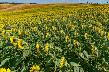colorful field of sunflowers in the summer in the hills in Tuscany