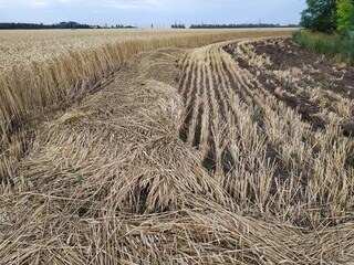 Old ripe wheat in the field