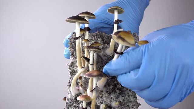 Psilocybe cubensis is a hallucinogenic mushroom. Harvest of mushrooms. The sacred mushroom of the Mazatec tribe. The magic cult.
