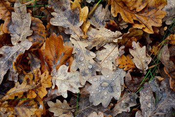Background from fallen oak leaves with dew drops on them.