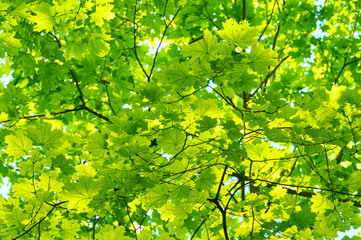 Foliage of trees against the blue sky.