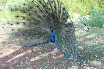 Fototapeta premium Peacock with open feather