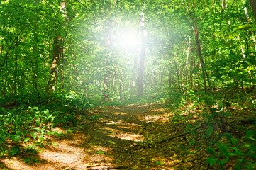 Fototapeta na wymiar Walking paths in the forest for running.