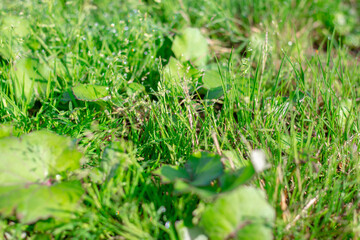 morning dew on green grass in summer