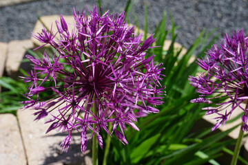 lila blühende Allium Blüte in Nahaufnahme