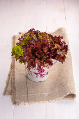 green and red lettuce in a cup on a napkin