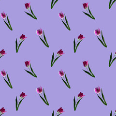 Gouache floral tulip backgraund. Seamless colorful spring pattern. Painted violet tulip plant on lilac backgrounjd. Purple blossom