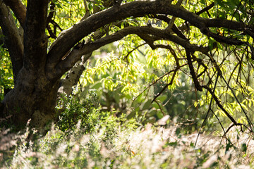 árbol