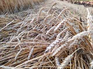Large ears of ripe golden wheat in the field
