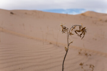 planta de desierto