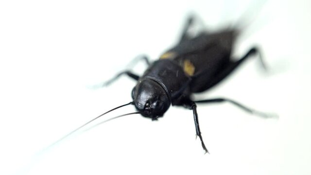 cockroach on white