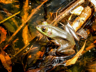 Frog