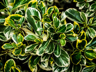  EVERGREEN LEAVES