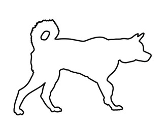 Siberian Husky dog vector line contour silhouette illustration. Akita Inu breed. Dog show champion. Purebred guard dog. Lovely pet and family's best friend. Beware of dog sign.  