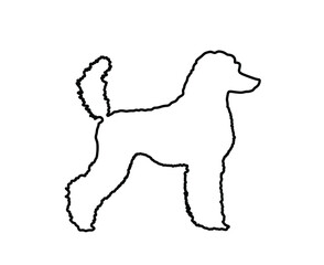 Portrait of Royal Poodle vector line contour silhouette illustration isolated. French black poodle walking. Beware of dog sign. Dog show exhibition.