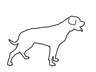 German military guardian dog rottweiler portrait vector line contour illustration. Dog for detecting smuggling drugs. Beware of purebred , Dog show champion. Best friend. Beware of dog sign.  