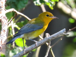 prothonotary warbler in a southern swamp