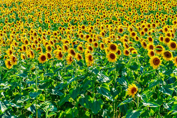 Obraz premium colorful field of sunflowers in the summer in the hills in Tuscany