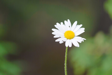Close-up of a daisy on a green blurred background