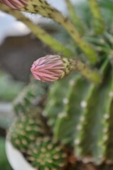 blooming cactus
